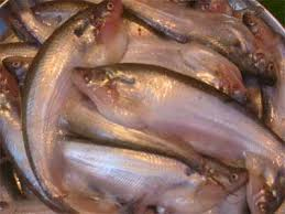 Pabda Fish